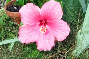 iris66 — 10. června 2012