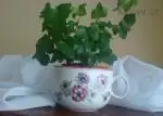 Hedera helix