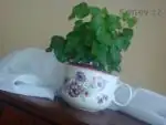 Hedera