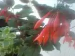 Fuchsia - kr