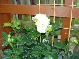 Georgina68 — 13. června 2012
