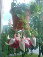 Fuchsia