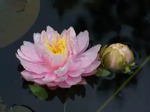 N.Lili Pond