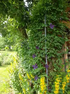 ludmila60 — 15. června 2012