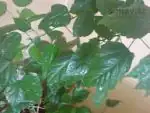 Ibi