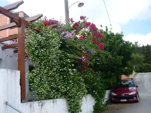 jasmín a bugatka