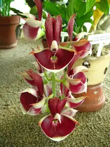 Orchideje v liberecké botanické zahradě