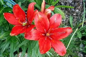iris66 — 18. června 2012