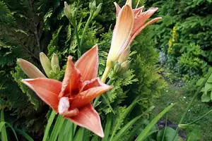 iris66 — 18. června 2012