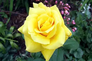 iris66 — 18. června 2012