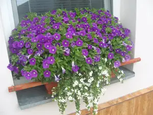 Co mi dneska kvete