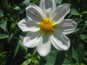 jiřina