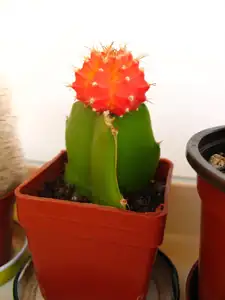 Gymnocalicium mihanovichi