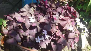 Oxalis