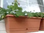 Jahůdky a jahůdky budoucí