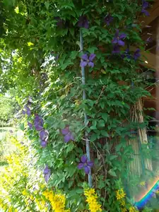 clematis