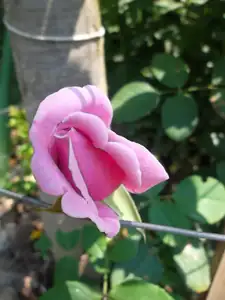 ludmila60 — 19. června 2012