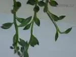 Senecio detail