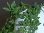 Senecio detail