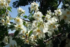 iris66 — 19. června 2012