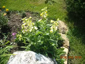 digitalis-náprstník,na jaře zmrznul,ale rychle to dohnal...