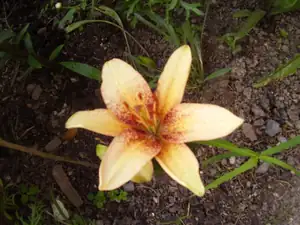 4you for you