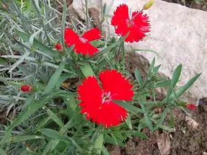 ludmila60 — 21. června 2012