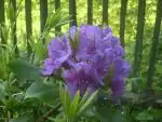 a rododendron