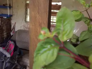 Našla jsem první poupátko na fuchsii tak snad poketou.
