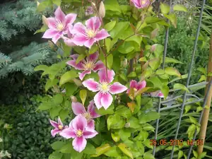 clematis...