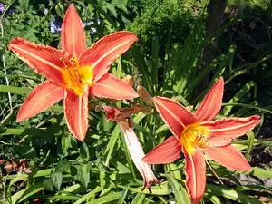 iris66 — 27. června 2012