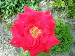 iris66 — 27. června 2012