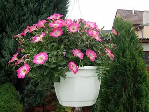 iris66 — 27. června 2012