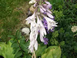 iris66 — 27. června 2012