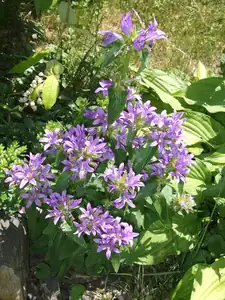 iris66 — 27. června 2012
