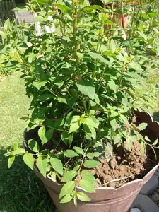 A tuhle fuchsii jsem chtěla vyhodit,bude už kvést