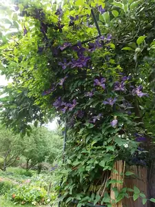 clematis pořád kvete