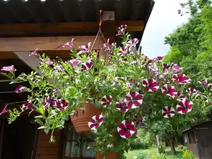ludmila60 — 28. června 2012