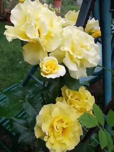 ludmila60 — 28. června 2012