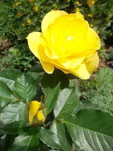 ludmila60 — 28. června 2012