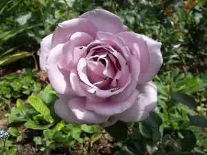 ludmila60 — 28. června 2012