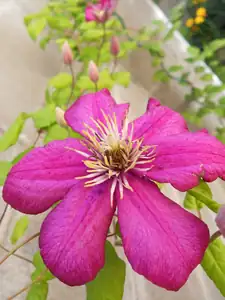 Clematis kvete teprve podruhé