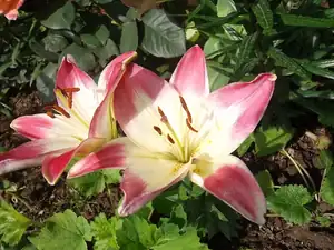 ludmila60 — 1. července 2012