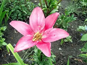 iris66 — 1. července 2012