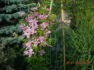 clematis naplno...
