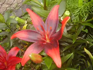 Olina