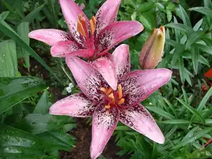 ludmila60 — 4. července 2012