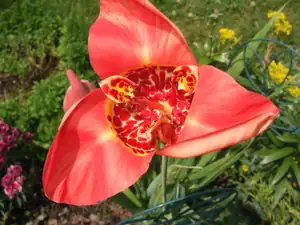 iris66 — 5. července 2012
