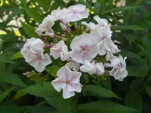 Phlox 2