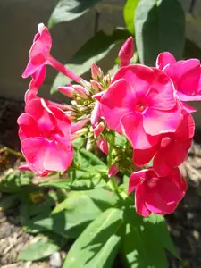 Phlox 1